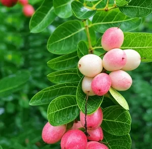 करोंदा: स्वाद में लाजवाब, सेहत के लिए भी बेहद फायदेमंद