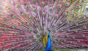 Peacock, feathers,
