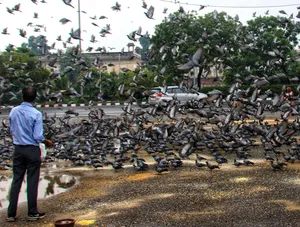 New Delhi: Large number of pigeon birds are seen flying
