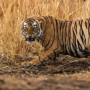 Tiger attacks crowd taking selfies in Ranthambore, two injured