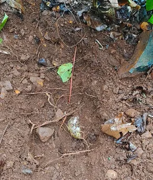 झारखंड के चाईबासा में नक्सलियों की साजिश नाकाम, 14 आईईडी बरामद
