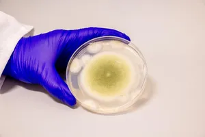 Researchers turn toxic fungus into anti-cancer drug