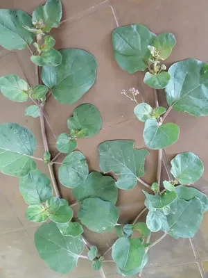 सिंथेटिक दवा नहीं, प्राकृतिक वरदान है सांठी!