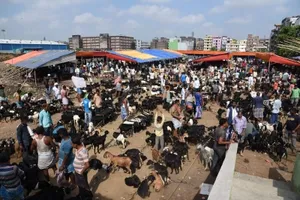 goats, bakrid, people, market,
