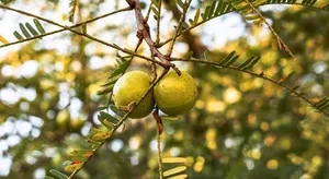 The role of Ayurvedic herbs in the regulation of blood sugar for Diabetes