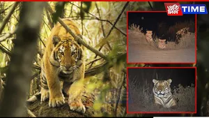 Kaziranga Roars Louder: Third Highest Tiger Density in the World, Says New Report