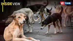 Stray Dogs, Insta-Warriors, and the Great Compassion Olympics