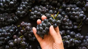 Black Grapes: నల్ల ద్రాక్ష తినండి.. ఆ వ్యాధిని తరిమికొట్టండి!