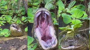 Snake Video: సినిమా కాదు రియల్.. ఒకేసారి 10మందిని మింగేయగల భారీ అనకొండ!