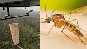 Mosquito: ల్యాబ్‌లో దోమల తయారీ.. ఎందుకో తెలిస్తే షాక్!