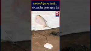 యానంలో పులసల సందడి..  రూ. 22 వేలు పలికిన 2 కిలో పులస చేప... | Pulasa Fish | RTV