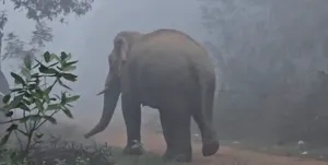 tusker post image
