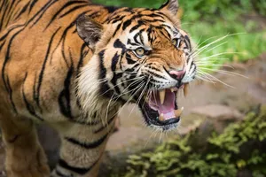 tiger attack   post image