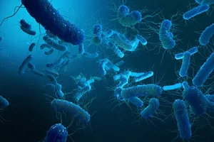bacteria  post image