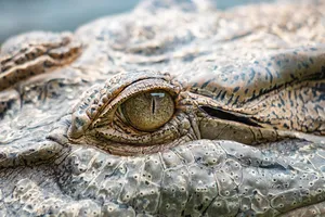 saltwater-crocodile-8916795_1280 post image