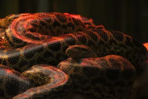 anaconda post image