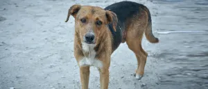 stray dogs post image