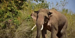Elephant tramples woman, 8-year-old son to death in Odisha's Sundargarh post image