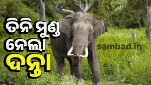 Elephant post image