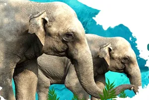elephant post image