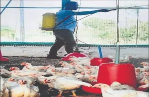 birdflu post image