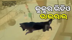 German Shepherd saves child from stray dog post image