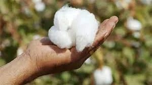 cotton post image