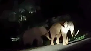 Elephant post image