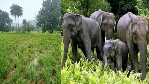elephant post image