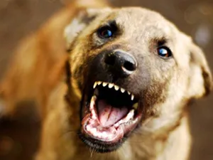 Street dog