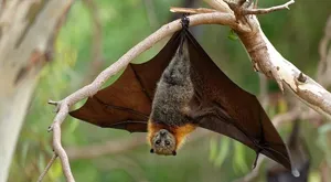 bat