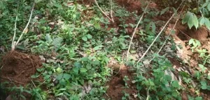 wild bore distroyed tapioca farm