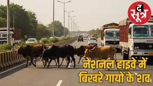 bilaspur-18-cows-killed-nationalhighway-road-accident the sootr