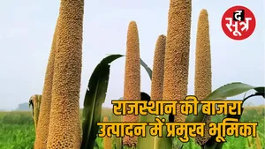 pearl millet