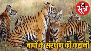 india-tiger-population