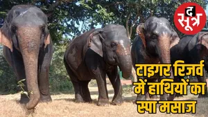 elephants