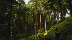 Dense forest in Uttarakhand