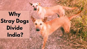 Stray dogs and society