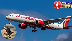 bird collides with flight