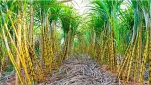 sugarcane new varities