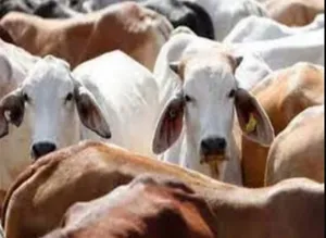 cow