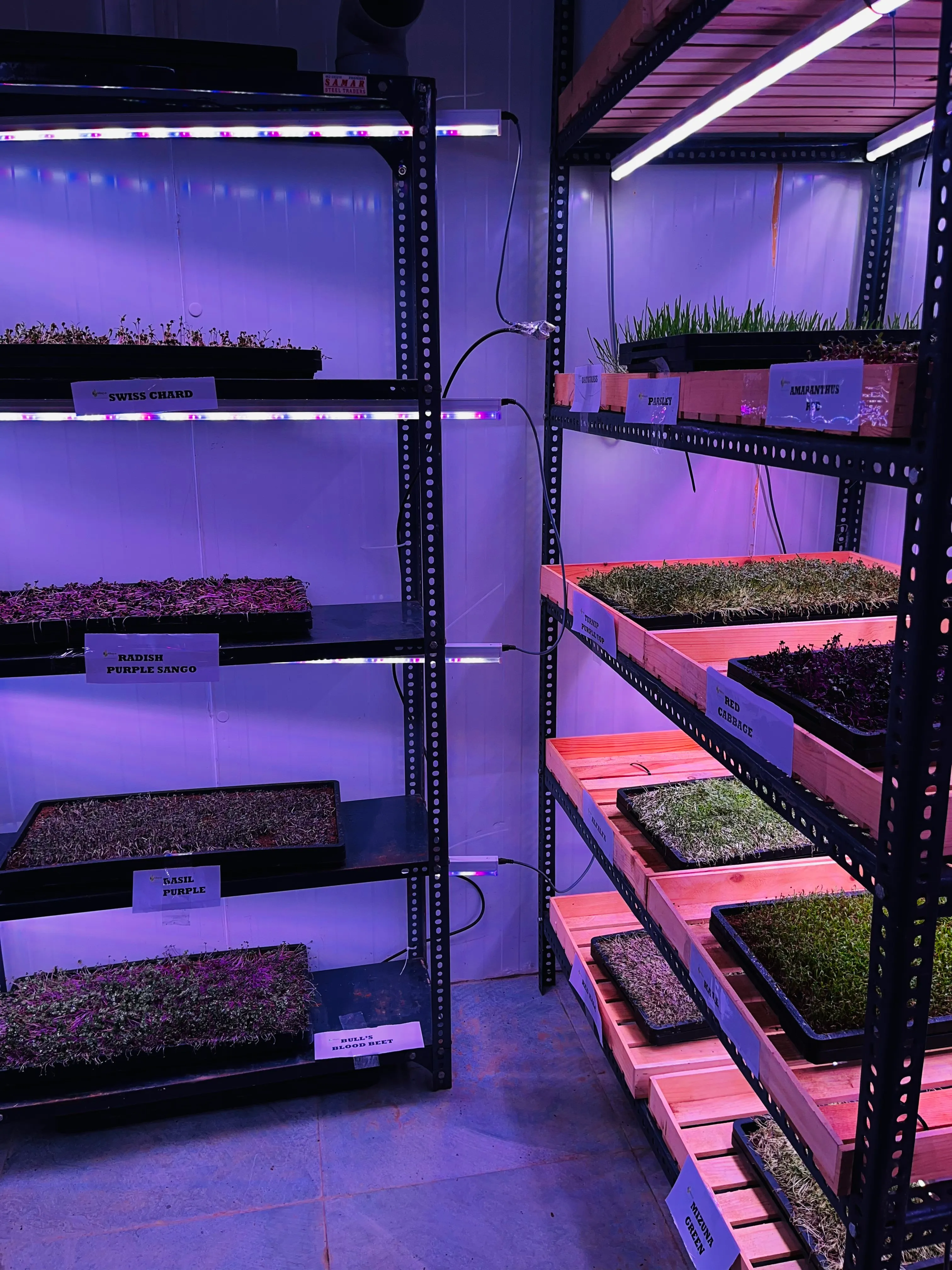 Microgreens at Shaya Enterprises' Farm