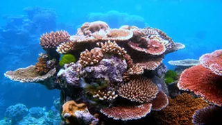 Australia’s Great Barrier Reef suffers major coral loss due to climate change