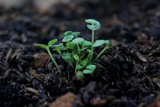 Declining soil health: Five reasons and solutions