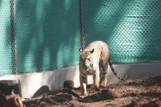 Zeenat being translocated back to Similipal by West Bengal after NTCA order