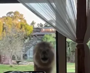 Lion wakes up Sonakshi Sinha and Zaheer Iqbal