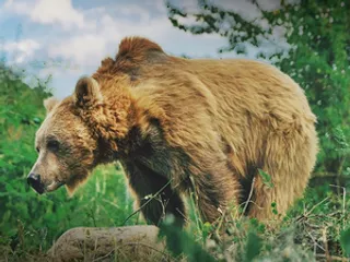 NGT issues notice to Sonmarg authorities on protecting habitat of Himalayan Brown Bear