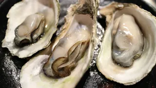 Oyster blood protein helps fight against superbugs: Study