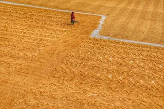 Coal emissions threaten India’s food security: Study