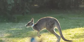 Australian researchers produce first kangaroo embryos through IVF